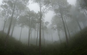 low-cloud-fog_13949_600x450